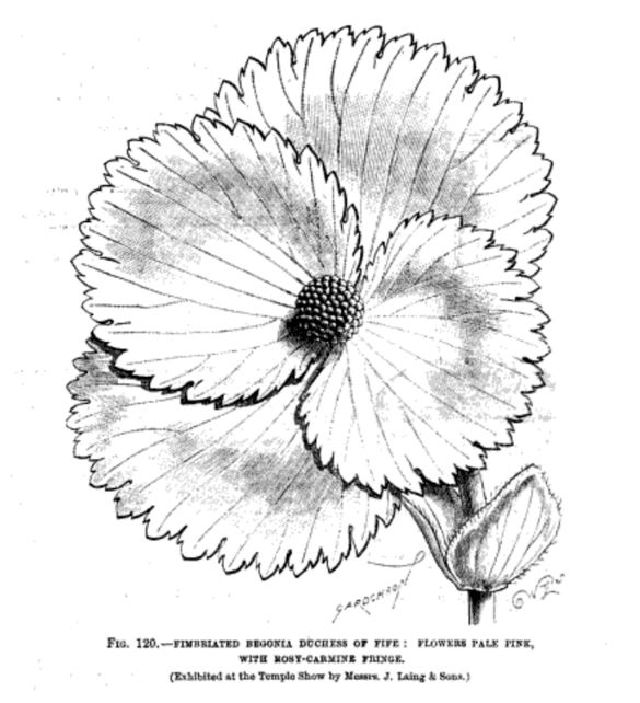 B. ‘Duchess of Fife’